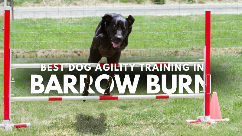 Best Dog Agility Training in Barrow Burn