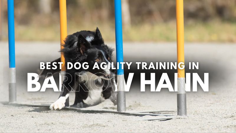 Best Dog Agility Training in Barrow Hann