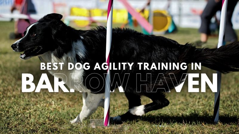 Best Dog Agility Training in Barrow Haven