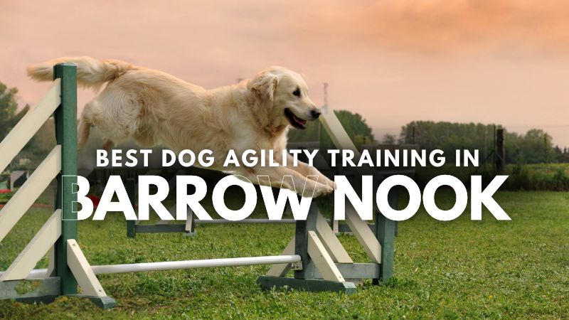 Best Dog Agility Training in Barrow Nook