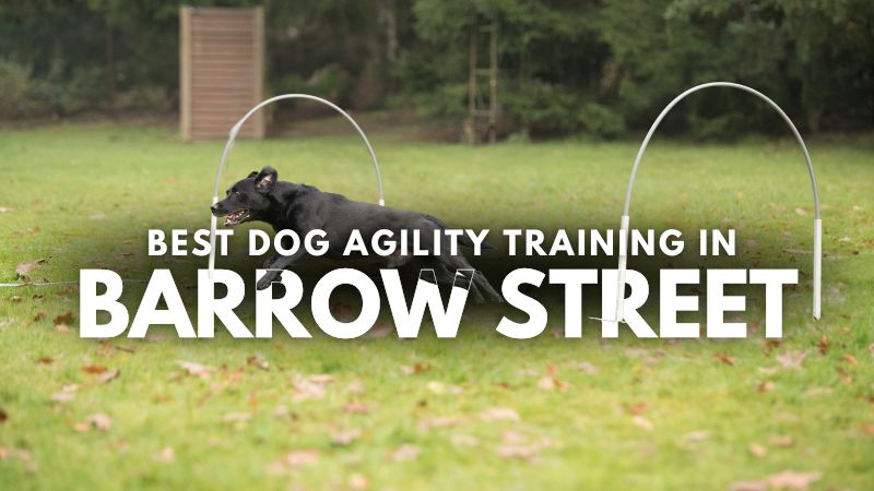 Best Dog Agility Training in Barrow Street