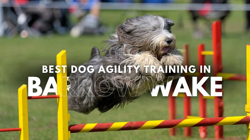 Best Dog Agility Training in Barrow Wake