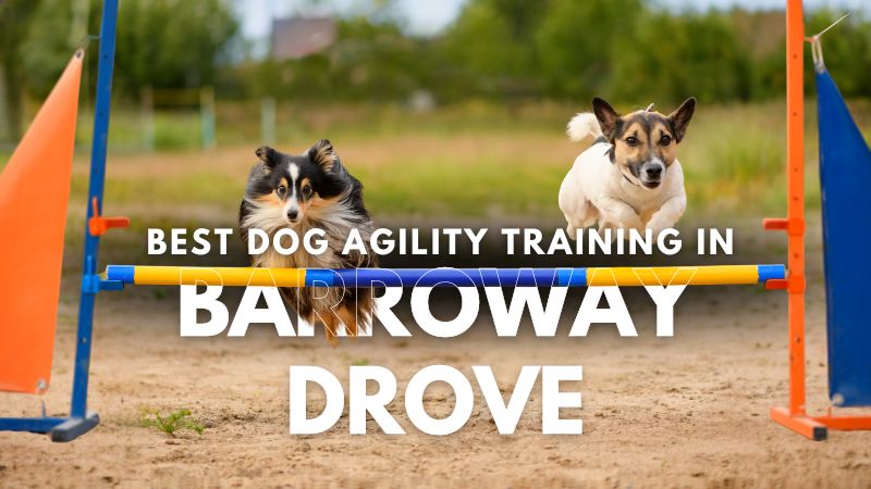 Best Dog Agility Training in Barroway Drove