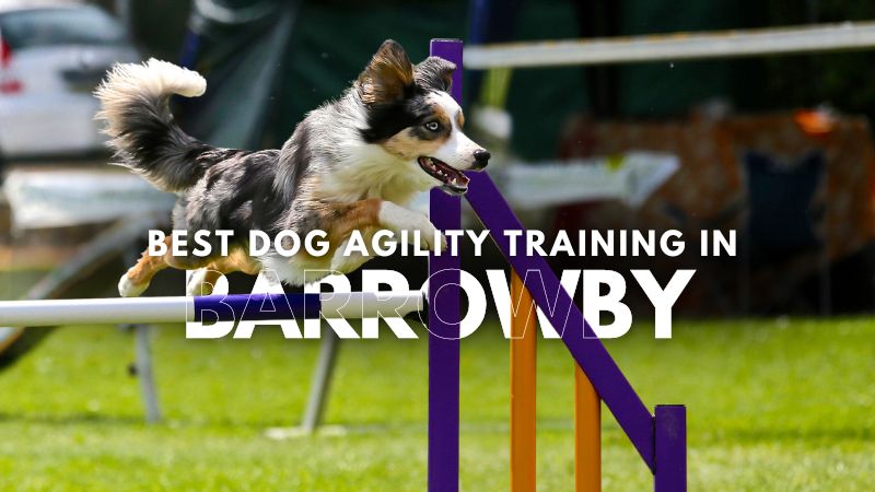 Best Dog Agility Training in Barrowby