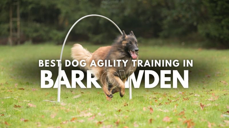 Best Dog Agility Training in Barrowden