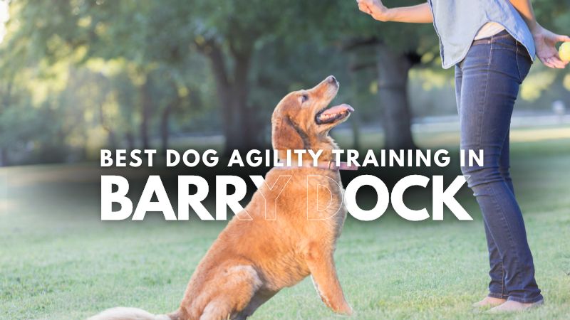 Best Dog Agility Training in Barry Dock