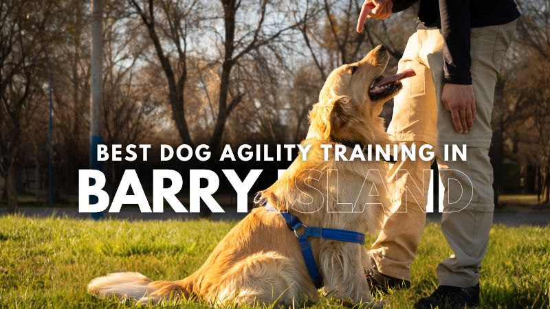 Best Dog Agility Training in Barry Island