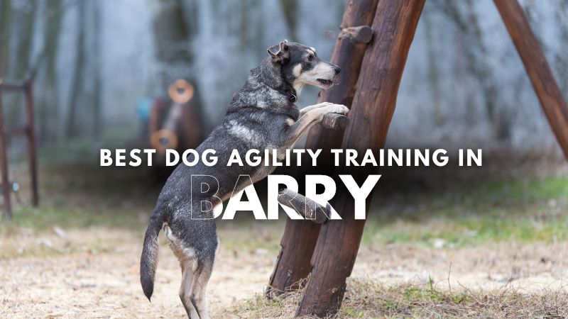 Best Dog Agility Training in Barry