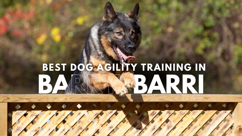 Best Dog Agility Training in Barry_Barri