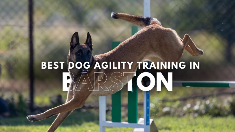 Best Dog Agility Training in Barston