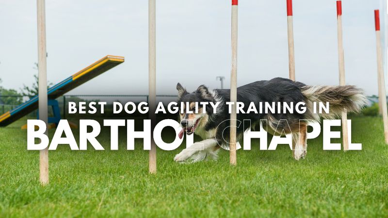 Best Dog Agility Training in Barthol Chapel