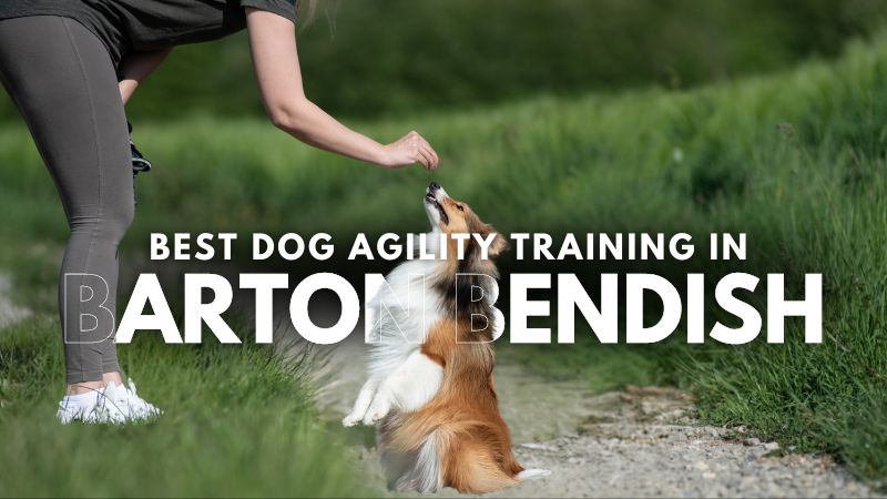 Best Dog Agility Training in Barton Bendish