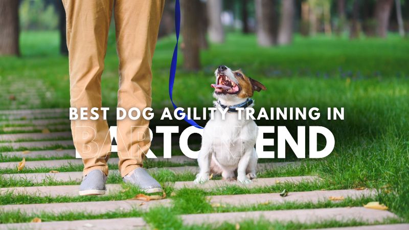 Best Dog Agility Training in Barton End