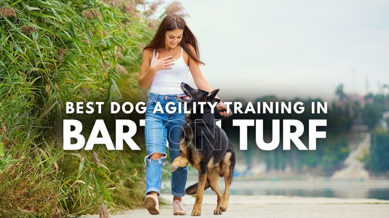 Best Dog Agility Training in Barton Turf