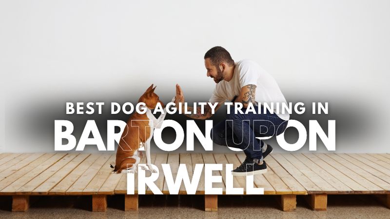 Best Dog Agility Training in Barton Upon Irwell