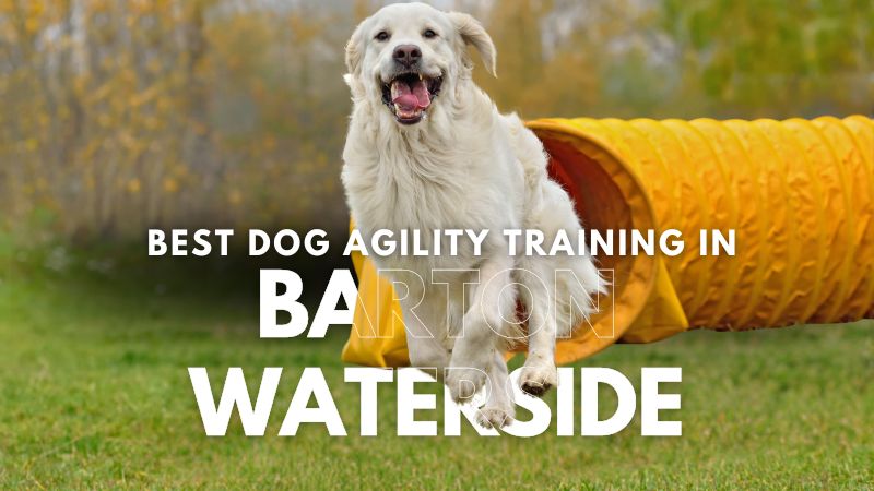 Best Dog Agility Training in Barton Waterside