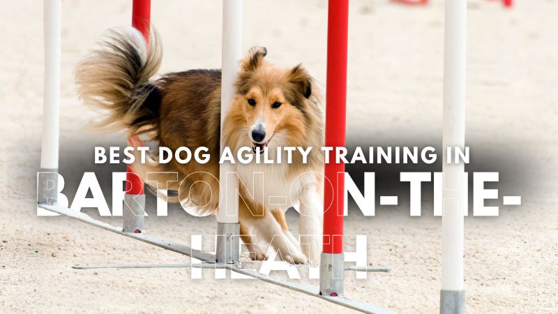 Best Dog Agility Training in Barton-on-the-Heath