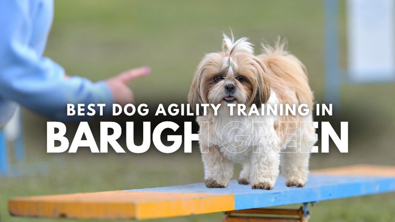 Best Dog Agility Training in Barugh Green