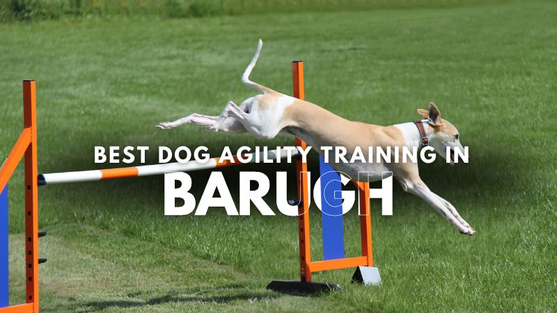 Best Dog Agility Training in Barugh