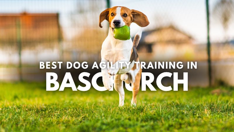 Best Dog Agility Training in Baschurch