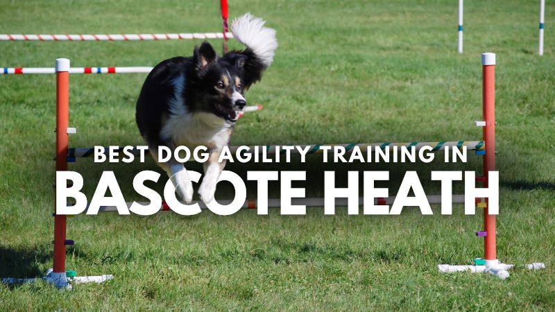 Best Dog Agility Training in Bascote Heath