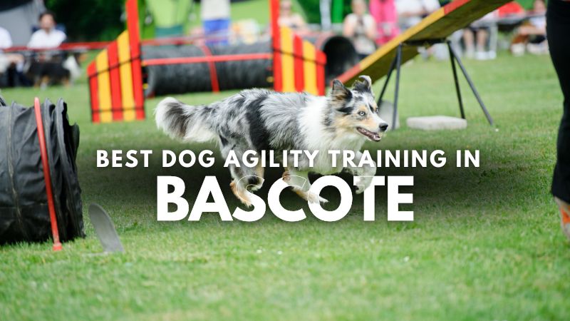 Best Dog Agility Training in Bascote