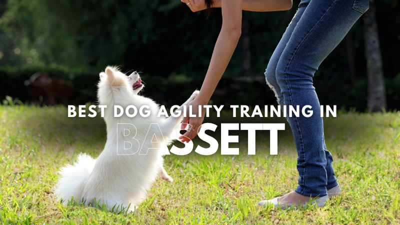 Best Dog Agility Training in Bassett