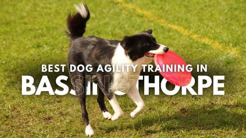 Best Dog Agility Training in Bassingthorpe