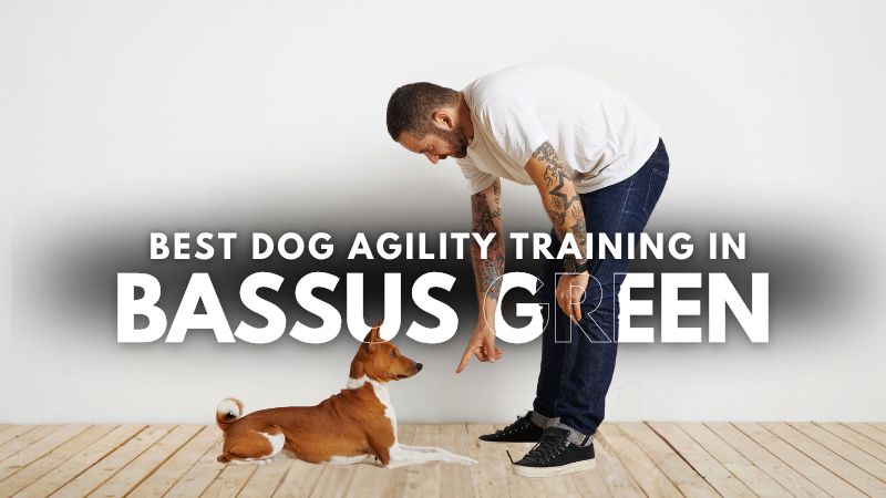 Best Dog Agility Training in Bassus Green