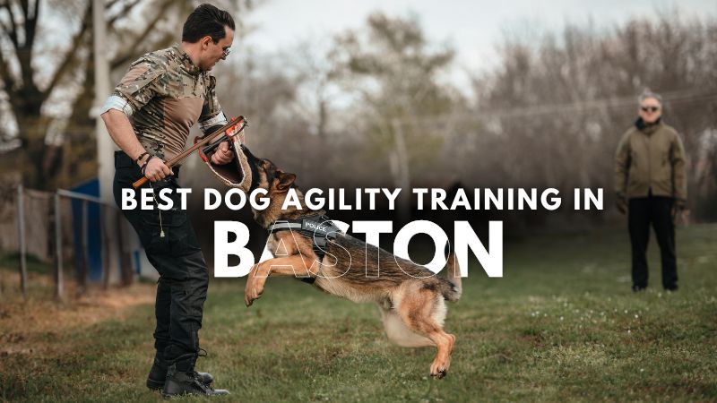 Best Dog Agility Training in Baston