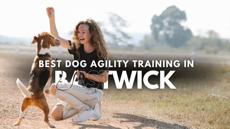 Best Dog Agility Training in Bastwick