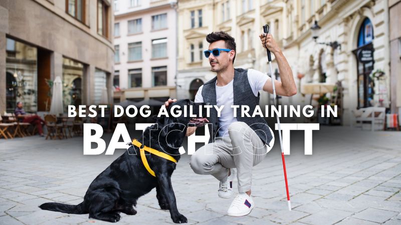 Best Dog Agility Training in Batchcott