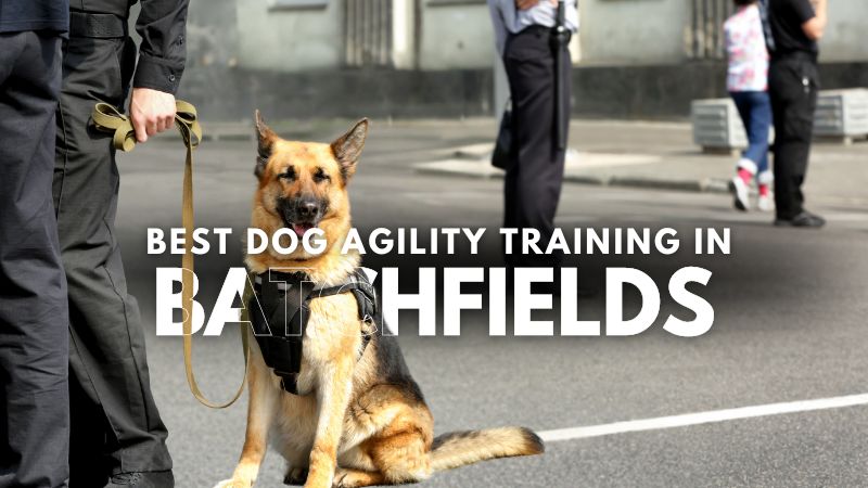 Best Dog Agility Training in Batchfields