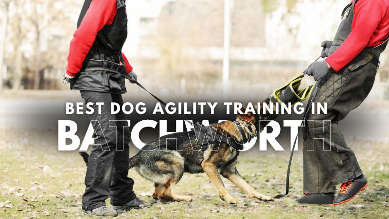 Best Dog Agility Training in Batchworth