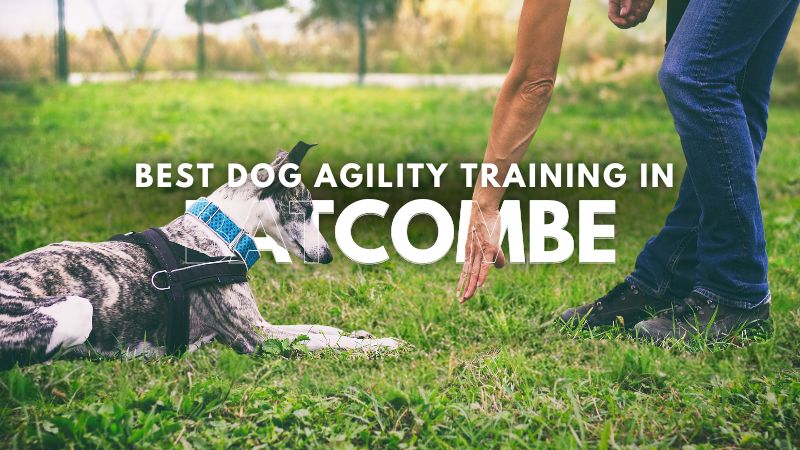 Best Dog Agility Training in Batcombe