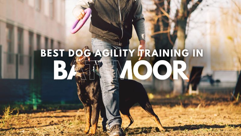 Best Dog Agility Training in Batemoor