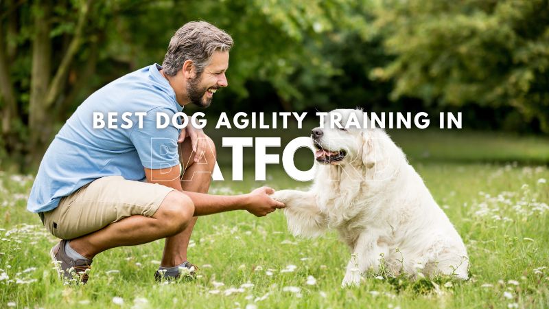 Best Dog Agility Training in Batford