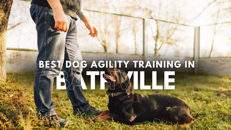 Best Dog Agility Training in Bathville