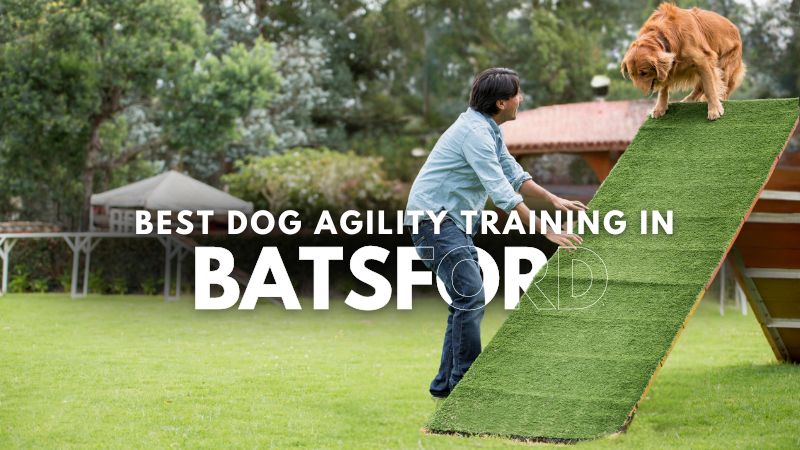 Best Dog Agility Training in Batsford