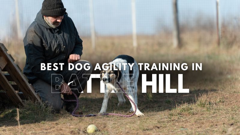 Best Dog Agility Training in Battle Hill