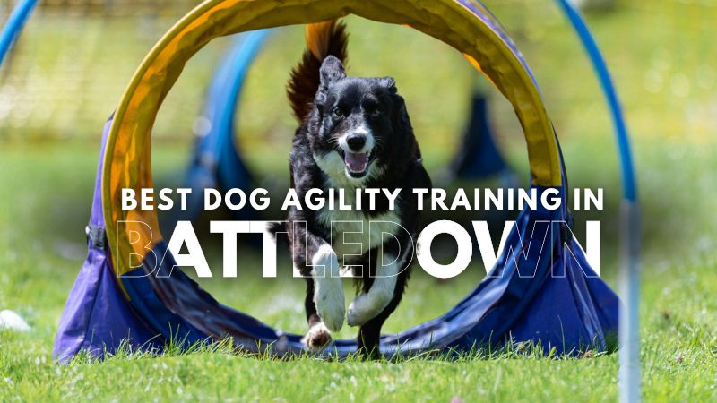 Best Dog Agility Training in Battledown