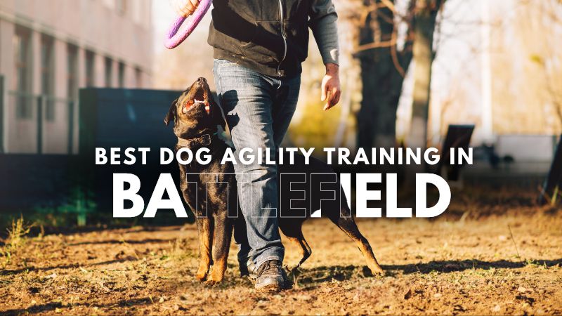 Best Dog Agility Training in Battlefield