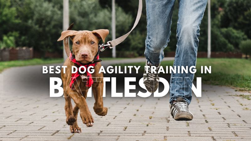 Best Dog Agility Training in Battlesden