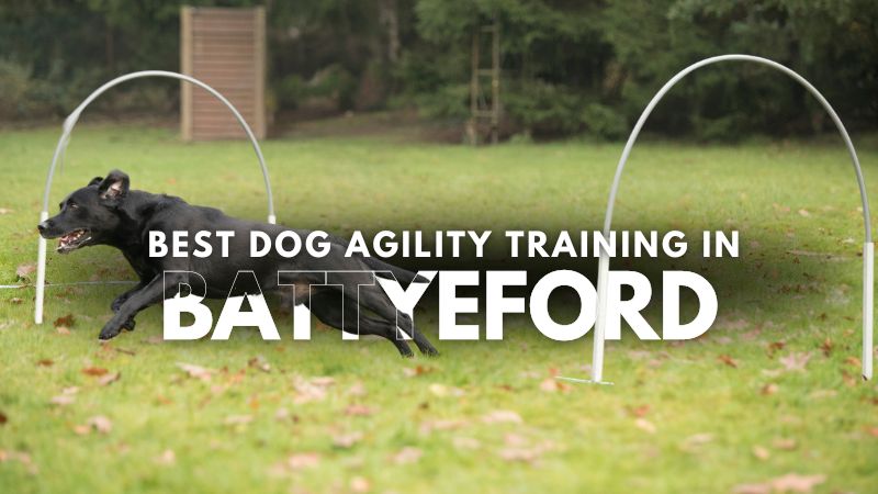 Best Dog Agility Training in Battyeford