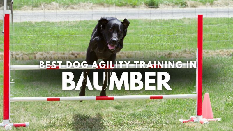 Best Dog Agility Training in Baumber