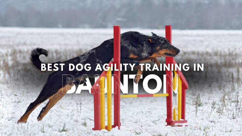 Best Dog Agility Training in Baunton