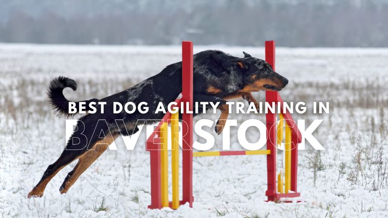 Best Dog Agility Training in Baverstock