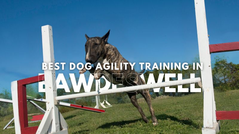 Best Dog Agility Training in Bawdeswell