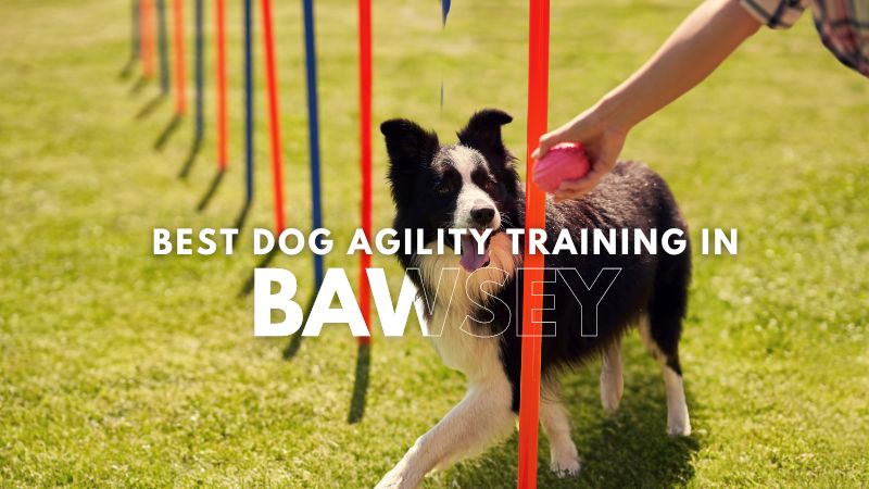 Best Dog Agility Training in Bawsey