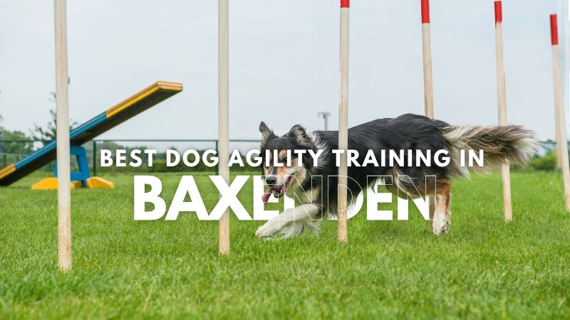 Best Dog Agility Training in Baxenden